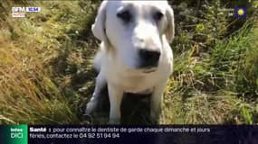 Tout Terrain : mieux comprendre les chiens de protection