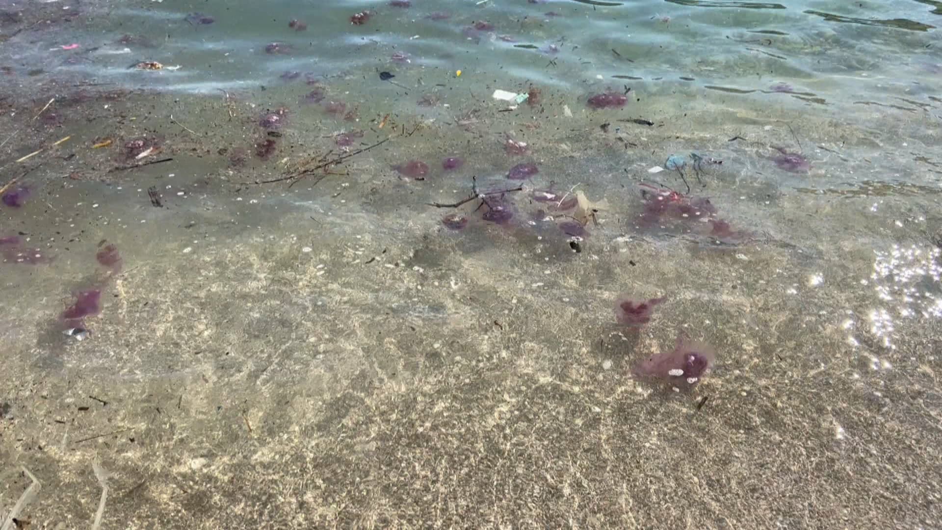 The Jellyfish of Pelagie on the beach of Saint-Jean-Cap-Ferrat (Alpes-Maritimes), Tuesday, April 1, 2025