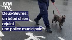 TANGUY DE BFM - Un bébé chien (très mignon) rejoint une police municipale