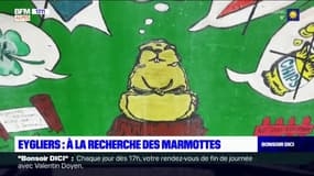 Alpes du Sud: les marmottes commencent à pointer le bout de leur nez