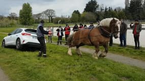 Le cheval de trait en pleine action