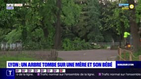 Lyon: un arbre tombe sur une mère et son bébé