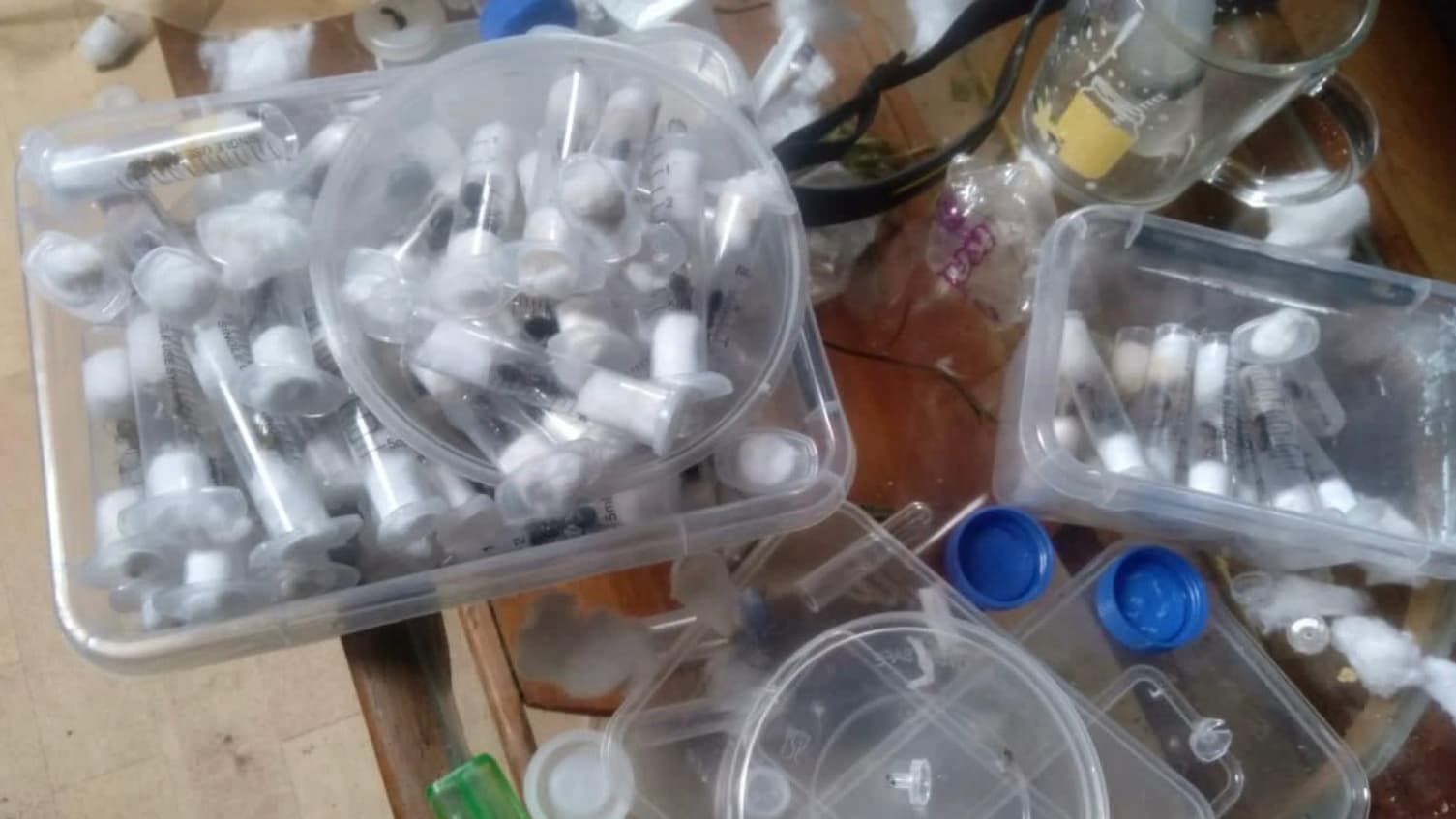 Capture d'écran du compte Facebook du Kenya Wildlife Service. Sur l'image, on aperçoit plusieurs dizaines de tubes à essais en plastique dans lesquels se trouvent des fourmis.