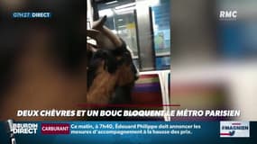 Les images hallucinantes d'une chèvre dans le métro de Paris
