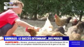 Animaux: le succès détonnant des poules, 10% des Français en élèvent