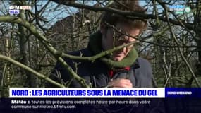 Nord: après une période de douceur, les agriculteurs craignent l'arrivée du gel