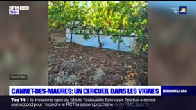 Var: un cercueil découvert dans des vignes à Cannet-des-Maures
