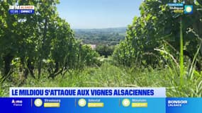 Alsace: après la pluie; le mildiou s'attaque aux vignes