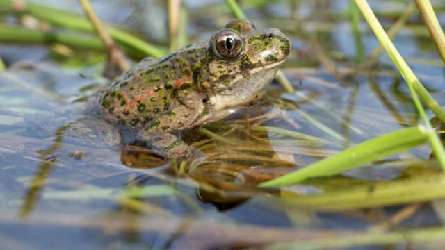 Après le chant du coq, le croassement de grenouilles est à l'origine d'un conflit de voisinage.