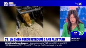 Yvelines: un chien perdu retrouvé cinq ans plus tard