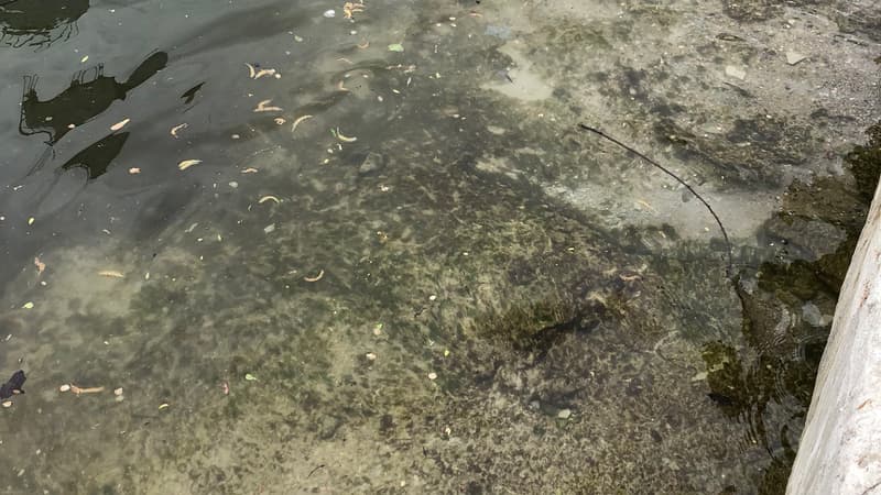 La Seine a été polluée à Nanterre par des rejets de béton.