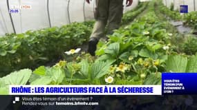 Rhône : les agriculteurs face à la sécheresse