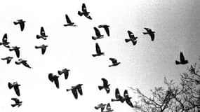 Les pigeons reviennent à l'attaque en ce début 2013, armés de chiffres...