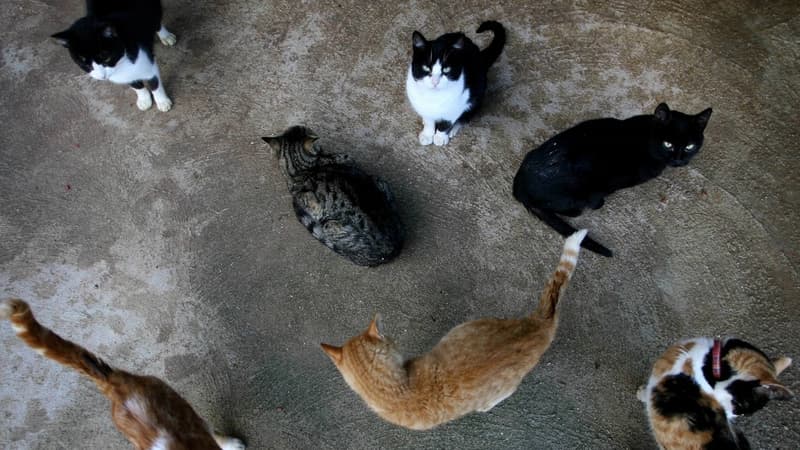 Un groupe de chats en Espagne (Photo d'illustration).