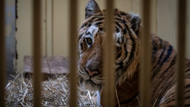 L'un des neuf tigres qui a échappé de peu à la mort en Pologne, le 6 novembre 2019 à Poznan.