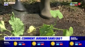 Sécheresse en Alsace: comment jardiner sans eau?