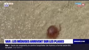 Var: les méduses de retour sur les plages