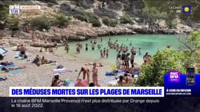 Calanques: prudence sur les plages avec la présence de méduses mortes