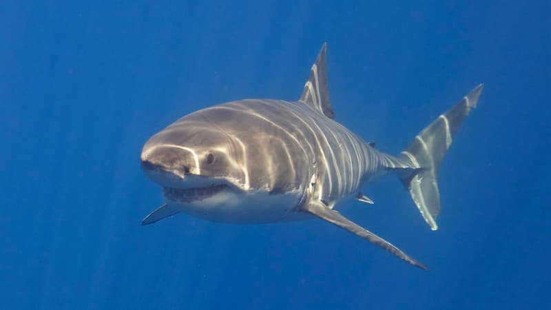 Australie: un adolescent de 15 ans meurt dans une attaque de requin