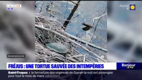Fréjus: une tortue Cistude d'Europe sauvée d'un amas de branches après les récentes intempéries