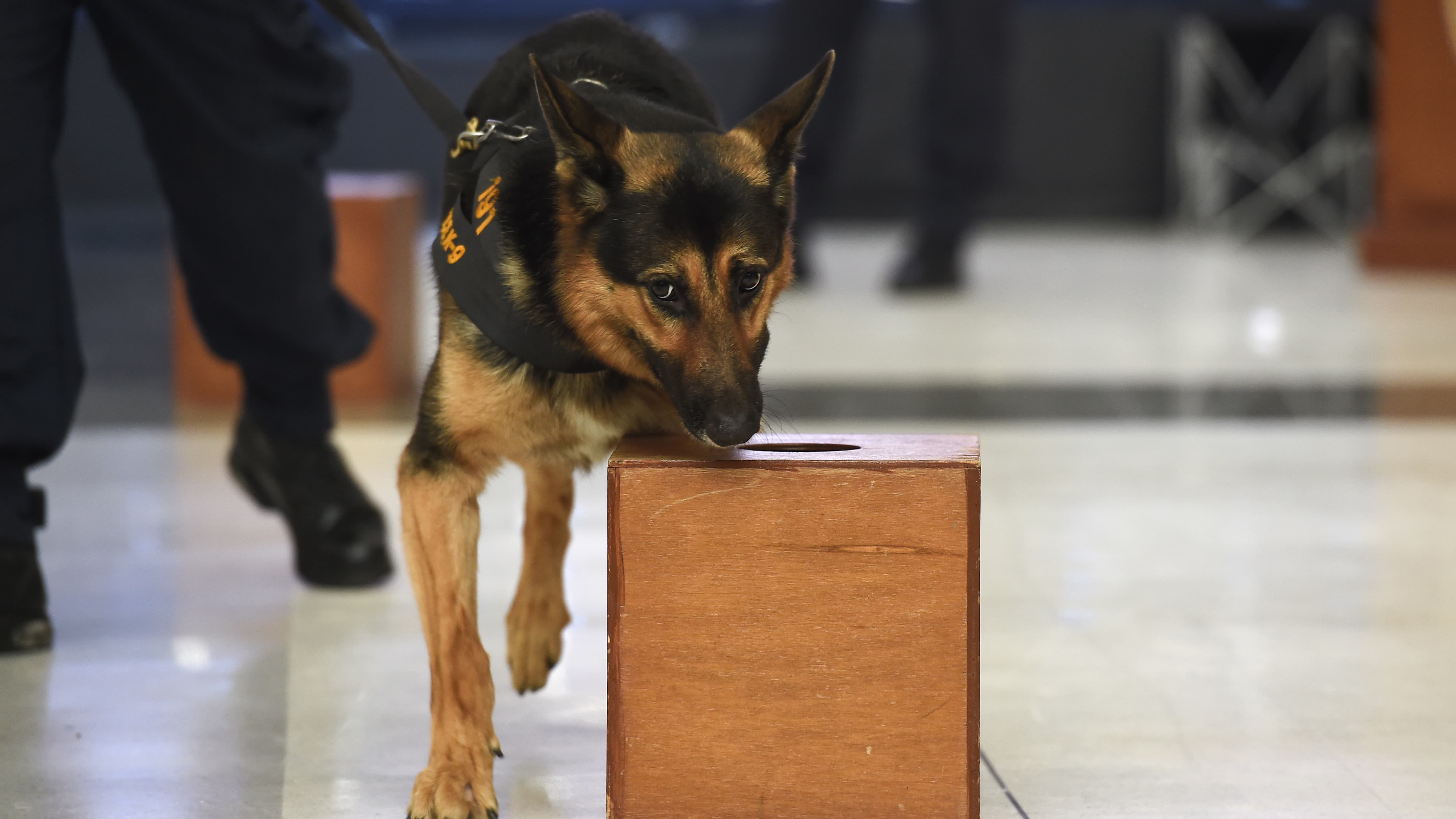 24 familles candidates pour adopter un chien policier d'Annecy