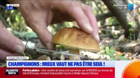 Cueillette des champignons: mieux vaut ne pas être seul