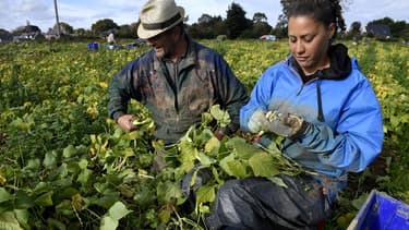 Désormais les saisonniers sont payés au SMIC mais doivent ramasser 18 kilos/heure.