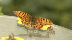 Plusieurs espèces de papillons sont menacées en Ile-de-France.