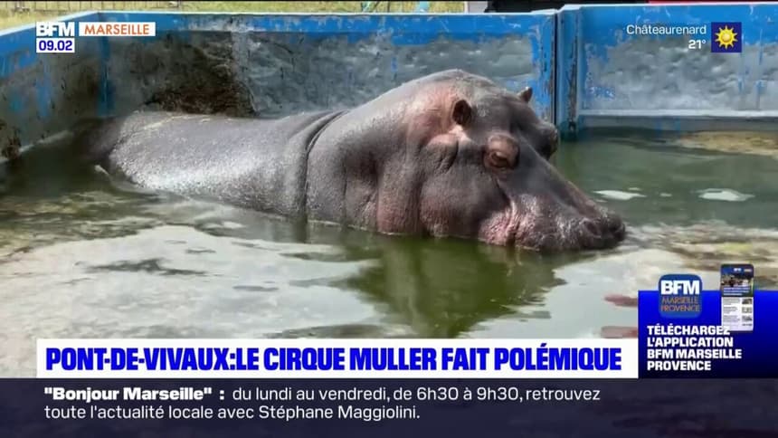 Marseille Franck Muller d nonce un acharnement apr s l annonce du maire Beno t Payan de vouloir saisir la justice pour maltraitance animale