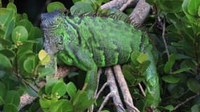 Un iguane peuple le Green Cay Nature Center & Wetlands le 4 janvier 2024 à Boynton Beach, Floride, États-Unis. (Image d'illustration)