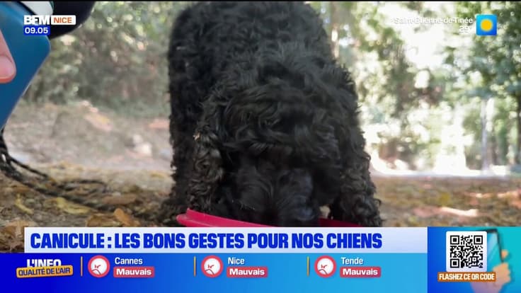 Canicule : les bons gestes pour nos chiens