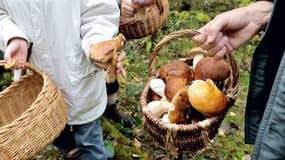 Des promeneurs ramassent des champignons sauvages en forêt