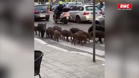 À Rome, des sangliers se baladent en plein centre-ville et sèment la discorde