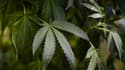 100 mètres carrés de plants de cannabis ont été retrouvé par les policiers au 1er étage d'un ancien corps de ferme isolé, à Sarrians, dans le Vaucluse.