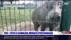 Pas-de-Calais: Toto le sanglier, menacé d'euthanasie