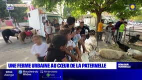 Marseille: une ferme pédagogique installée à la Paternelle