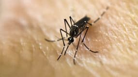 Moustique Aede vecteur de propagation de Zika.