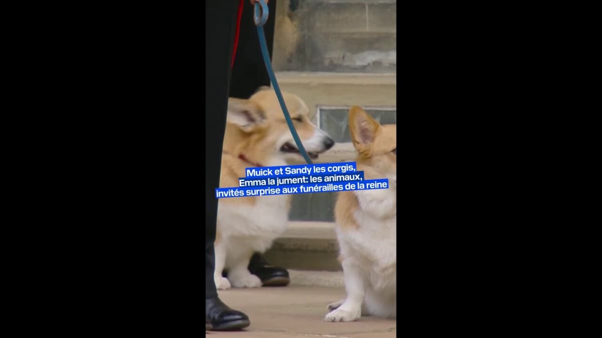 placeholder video