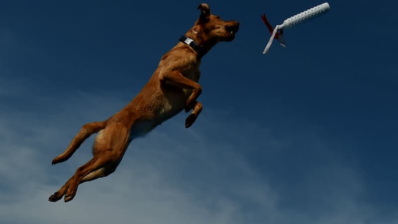 Un labrador lors du concours de saut pour chiens organisé le 26 février 2016 en Californie (PHOTO D'ILLUSTRATION)