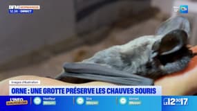 Orne: une grotte préserve les chauves souris