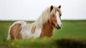 Un poney Shetland (image d'illustration)