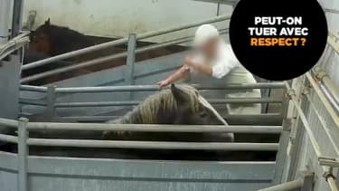 Trois millions d'animaux sont abattus chaque jour.
