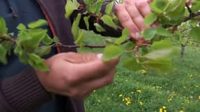 Un arboriculteur du Rhône analyse la branche d'un abricotier, avril 2024