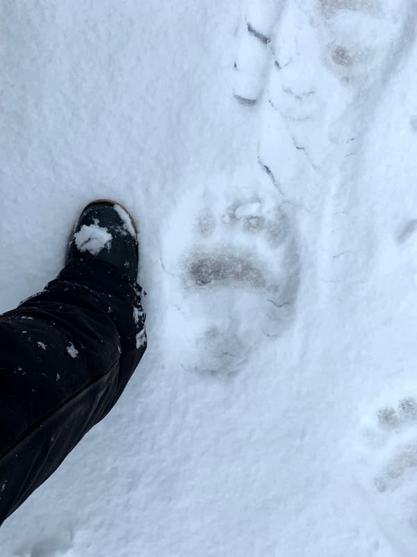 Les traces de l'ours polaire aperçu dans la région de Québec 