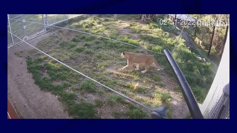 Australie: un zoo de Sydney publie la vidéo de l'évasion de cinq de ses lions