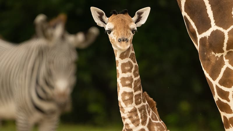 Saba quelques jour après sa naissance au zoo de Miami, en décembre 2023.