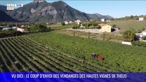 Vu DICI : Le coup d’envoi des vendanges à la cave Allemand de Théus