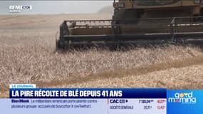 La pire récolte de blé depuis 41 ans