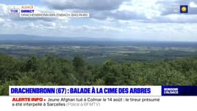 Alsace: en balade au Chemin des cimes