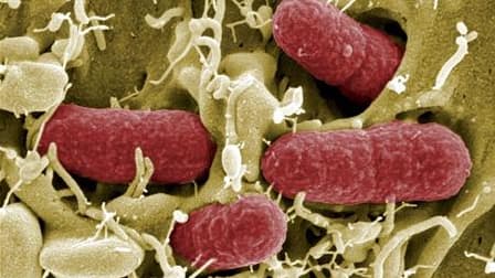 Vue au microscope de la bactérie Escherichia coli. La société britannique mise en cause pour l'intoxication près de Bordeaux de plusieurs personnes avec la bactérie E. coli conteste sa responsabilité et dit soupçonner samedi un problème en France. /Photo